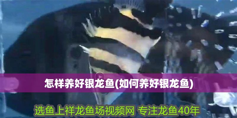 怎樣養好銀龍魚(如何養好銀龍魚)