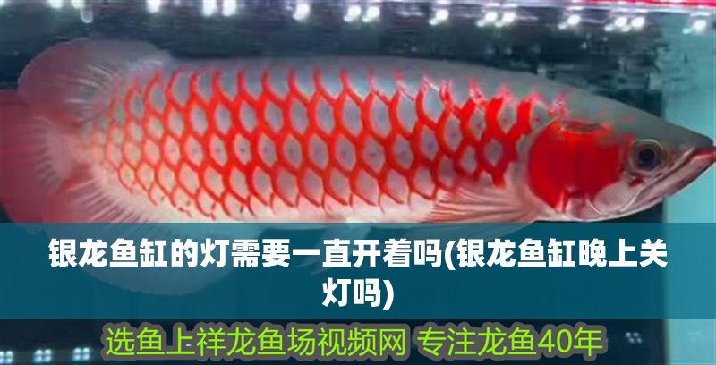 銀龍魚缸的燈需要一直開著嗎(銀龍魚缸晚上關燈嗎)
