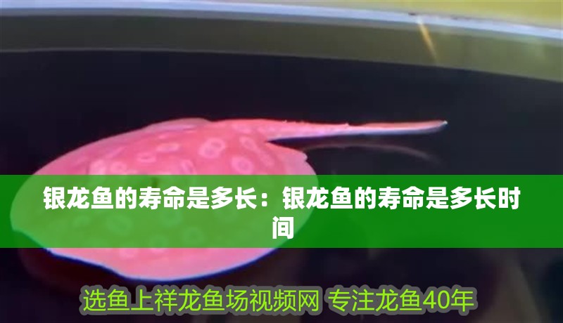 銀龍魚的壽命是多長：銀龍魚的壽命是多長時間