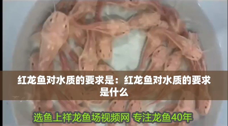 紅龍魚對(duì)水質(zhì)的要求是：紅龍魚對(duì)水質(zhì)的要求是什么