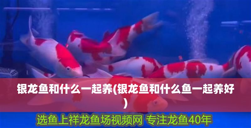 銀龍魚和什么一起養(yǎng)(銀龍魚和什么魚一起養(yǎng)好)