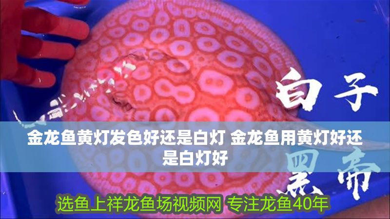金龍魚黃燈發色好還是白燈 金龍魚用黃燈好還是白燈好