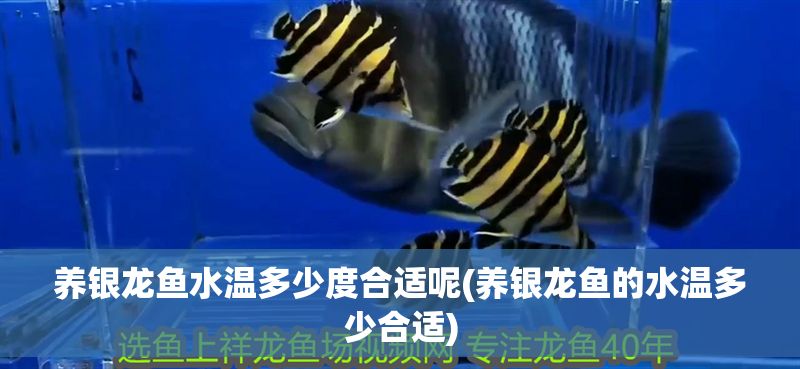 養銀龍魚水溫多少度合適呢(養銀龍魚的水溫多少合適)