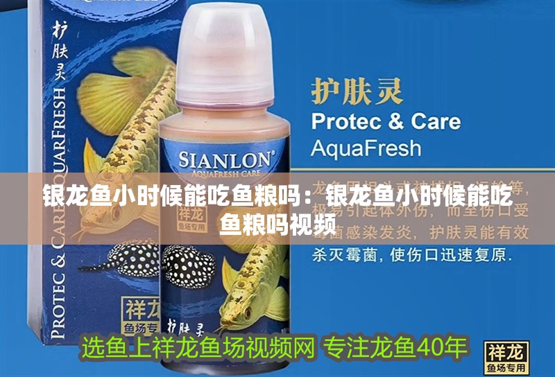 銀龍魚小時候能吃魚糧嗎：銀龍魚小時候能吃魚糧嗎視頻 銀龍魚小時候能吃魚糧嗎：銀龍魚小時候能吃魚糧嗎視頻 水族問答