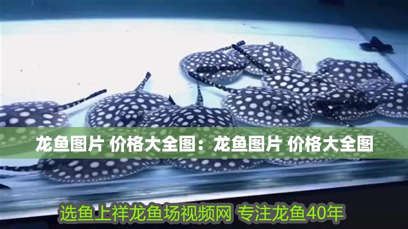 龍魚圖片 價格大全圖：龍魚圖片 價格大全圖