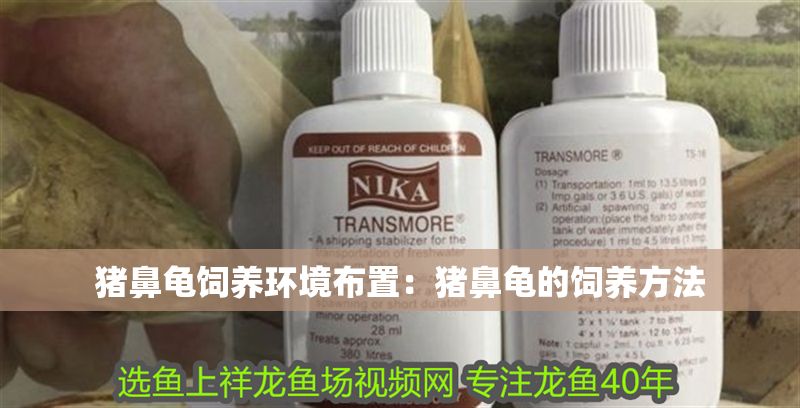 豬鼻龜飼養環境布置:豬鼻龜的飼養方法 豬鼻龜百科 第1張 豬鼻龜飼養環境布置:豬鼻龜的飼養方法 豬鼻龜飼養環境布置:豬鼻龜的飼養方法 豬鼻龜百科 第1張