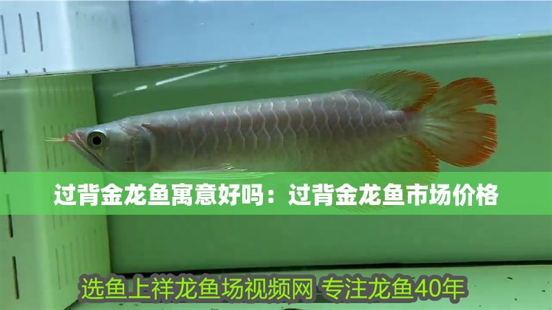 過背金龍魚寓意好嗎：過背金龍魚市場價格