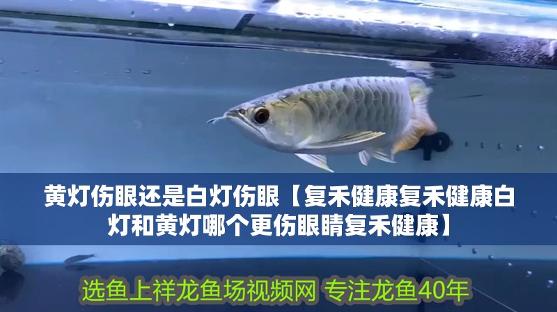 黃燈傷眼還是白燈傷眼【復禾健康復禾健康白燈和黃燈哪個更傷眼睛復禾健康】