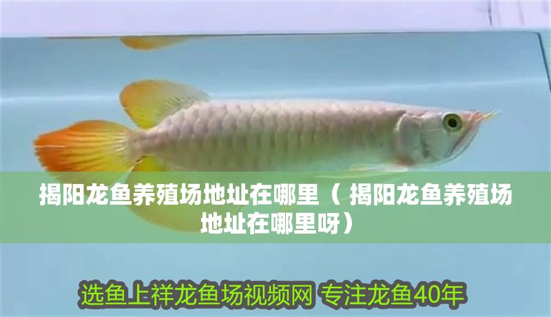 揭陽龍魚養殖場地址在哪里（ 揭陽龍魚養殖場地址在哪里呀）