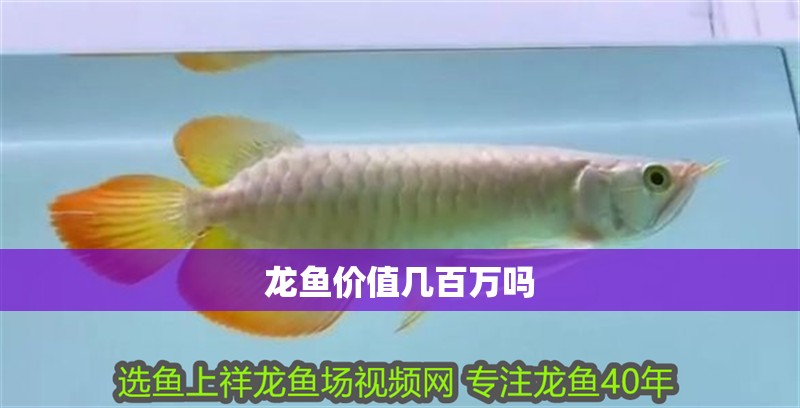 龍魚價值幾百萬嗎