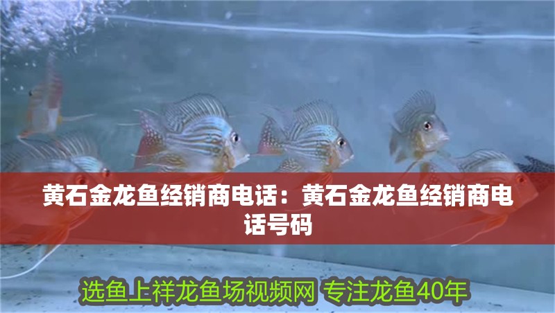 黃石金龍魚經銷商電話：黃石金龍魚經銷商電話號碼