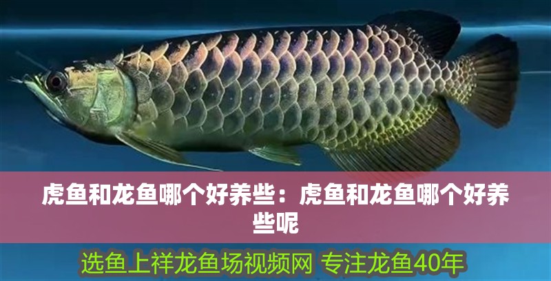 虎魚和龍魚哪個好養些：虎魚和龍魚哪個好養些呢