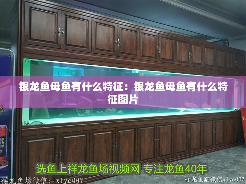 銀龍魚母魚有什么特征：銀龍魚母魚有什么特征圖片