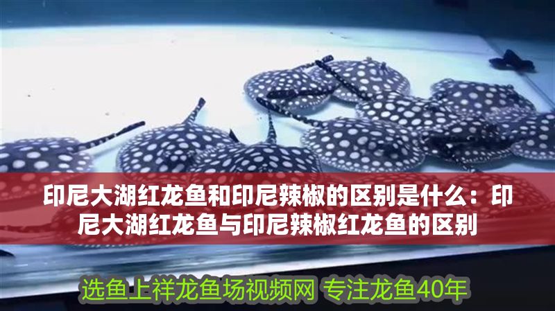 印尼大湖紅龍魚和印尼辣椒的區別是什么：印尼大湖紅龍魚與印尼辣椒紅龍魚的區別