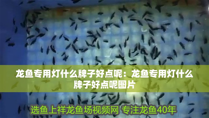 龍魚專用燈什么牌子好點呢:龍魚專用燈什么牌子好點呢圖片 水族問答 龍魚專用燈什么牌子好點呢:龍魚專用燈什么牌子好點呢圖片 龍魚專用燈什么牌子好點呢:龍魚專用燈什么牌子好點呢圖片 水族問答