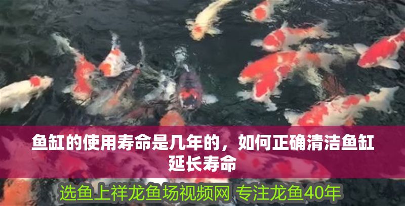 魚缸的使用壽命是幾年的，如何正確清潔魚缸延長壽命