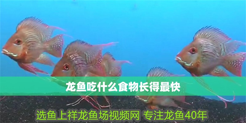 龍魚吃什么食物長得最快