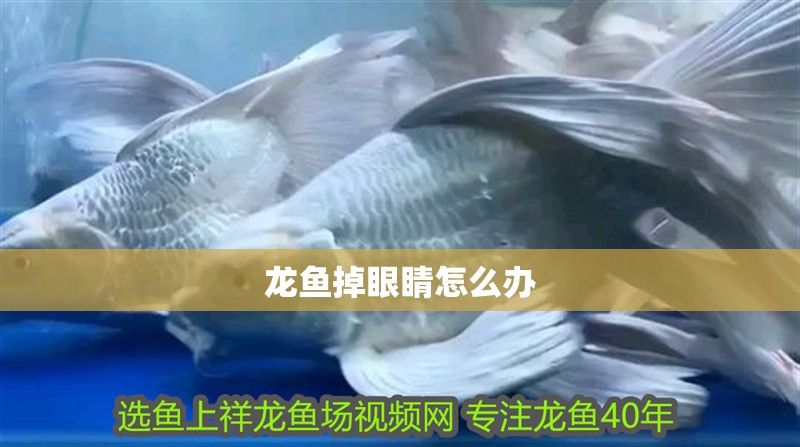 龍魚掉眼睛怎么辦