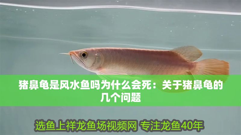 豬鼻龜是風水魚嗎為什么會死:關于豬鼻龜的幾個問題 豬鼻龜百科 第1張 豬鼻龜是風水魚嗎為什么會死:關于豬鼻龜的幾個問題 豬鼻龜是風水魚嗎為什么會死:關于豬鼻龜的幾個問題 豬鼻龜百科 第1張