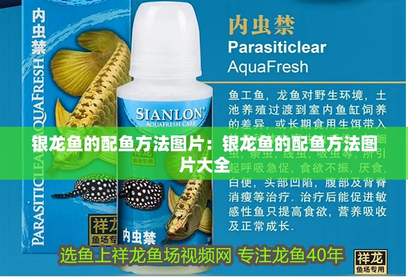 銀龍魚的配魚方法圖片：銀龍魚的配魚方法圖片大全