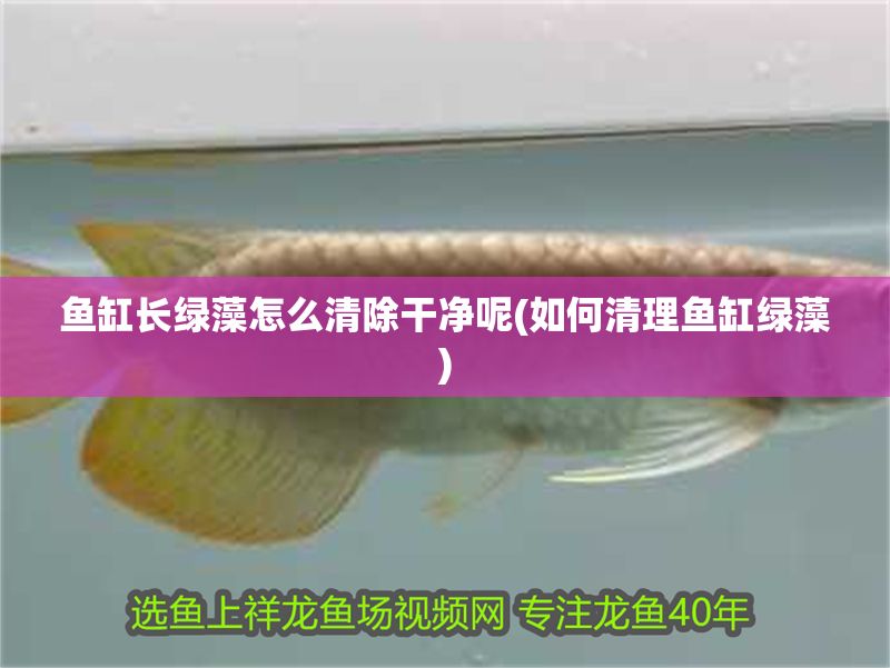 魚缸長綠藻怎么清除干凈呢(如何清理魚缸綠藻)