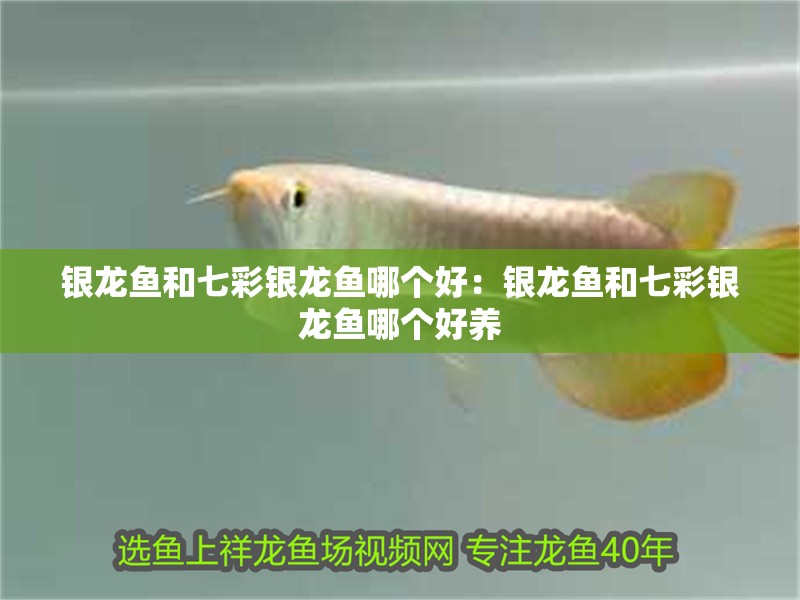 銀龍魚和七彩銀龍魚哪個好：銀龍魚和七彩銀龍魚哪個好養