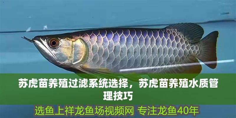 蘇虎苗養(yǎng)殖過濾系統(tǒng)選擇，蘇虎苗養(yǎng)殖水質(zhì)管理技巧