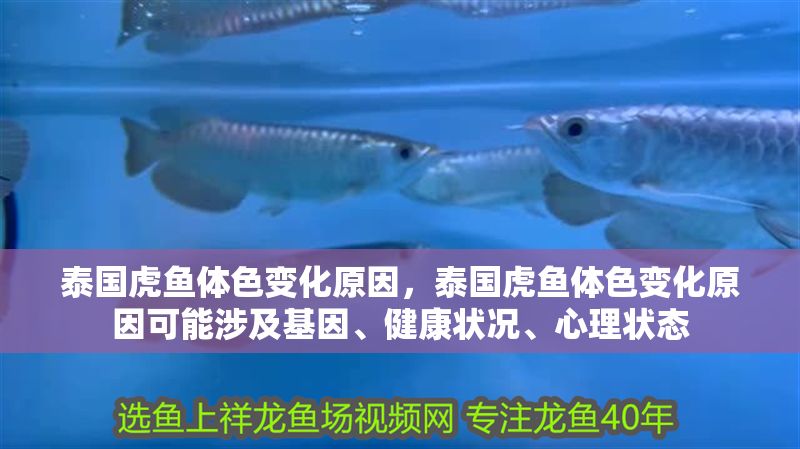 泰國虎魚體色變化原因，泰國虎魚體色變化原因可能涉及基因、健康狀況、心理狀態
