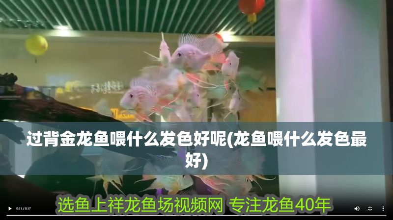 過背金龍魚喂什么發色好呢(龍魚喂什么發色最好)