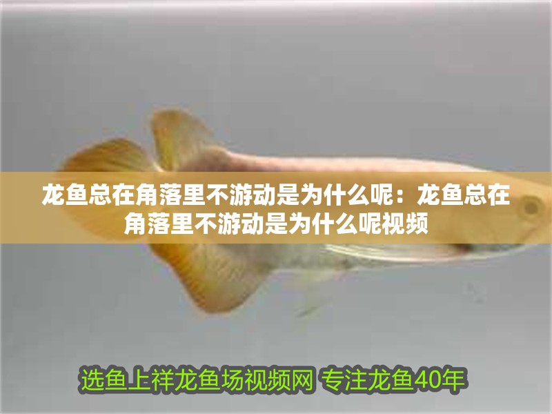 龍魚總在角落里不游動是為什么呢：龍魚總在角落里不游動是為什么呢視頻