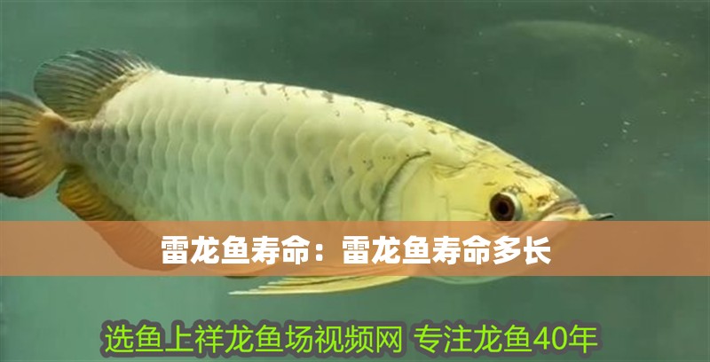 雷龍魚壽命：雷龍魚壽命多長