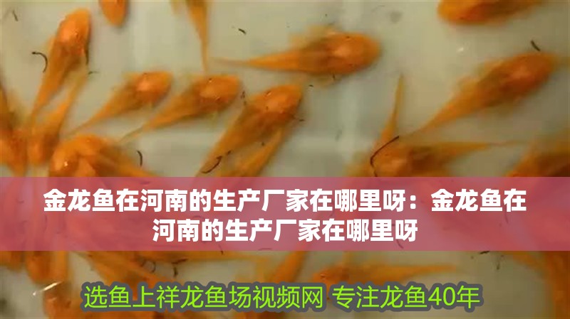 金龍魚在<strong><mark>河南</mark></strong>的生產廠家在哪里呀：金龍魚在<strong><mark>河南</mark></strong>的生產廠家在哪里呀