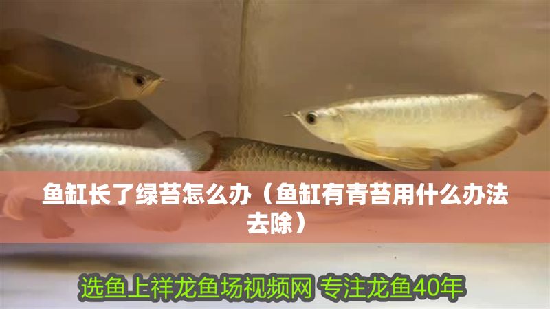 魚缸長了綠苔怎么辦（魚缸有青苔用什么辦法去除）