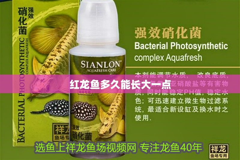 紅龍魚多久能長大一點