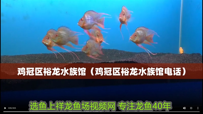 雞冠區裕龍水族館（雞冠區裕龍水族館電話）