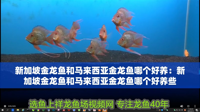 新加坡金龍魚和馬來西亞金龍魚哪個好養：新加坡金龍魚和馬來西亞金龍魚哪個好養些