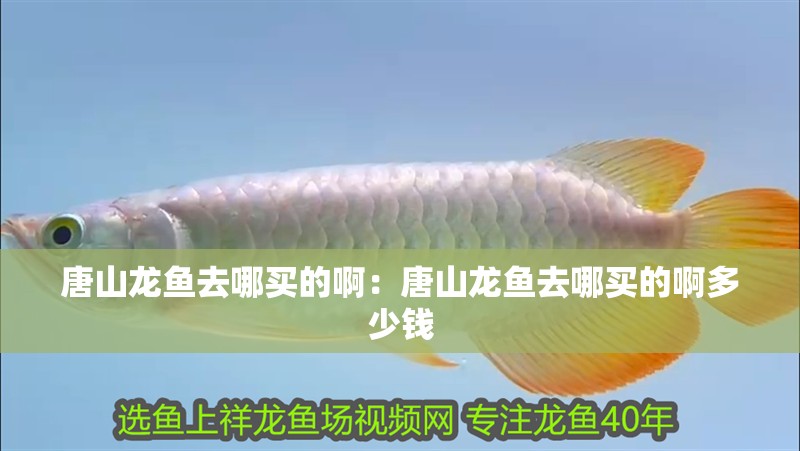 唐山龍魚去哪買的啊：唐山龍魚去哪買的啊多少錢
