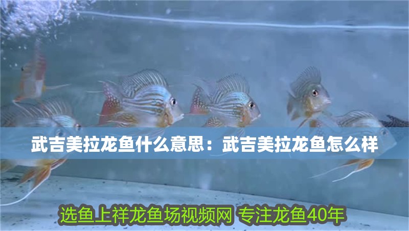 武吉美拉龍魚什么意思：武吉美拉龍魚怎么樣 武吉美拉龍魚什么意思：武吉美拉龍魚怎么樣 水族問答
