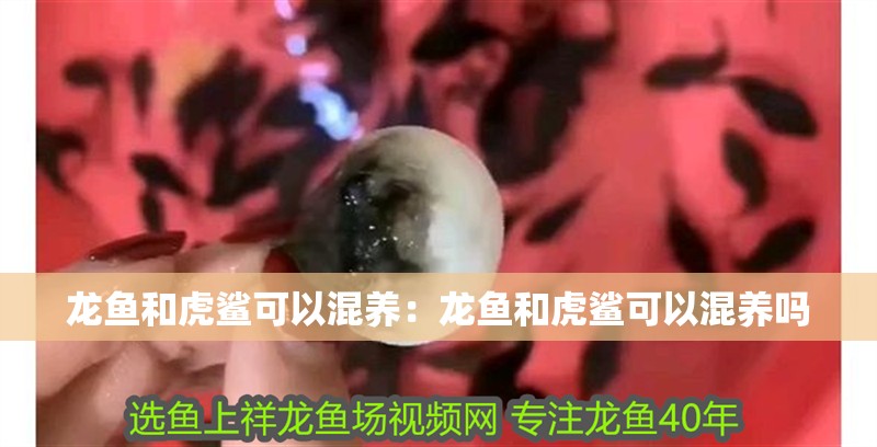 龍魚和虎鯊可以混養：龍魚和虎鯊可以混養嗎