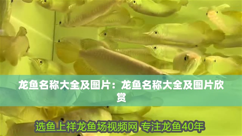 龍魚名稱大全及圖片：龍魚名稱大全及圖片欣賞