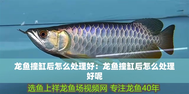 龍魚撞缸后怎么處理好:龍魚撞缸后怎么處理好呢 水族問答 龍魚撞缸后怎么處理好:龍魚撞缸后怎么處理好呢 龍魚撞缸后怎么處理好:龍魚撞缸后怎么處理好呢 水族問答