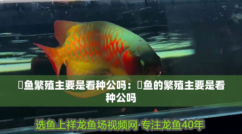 魟魚繁殖主要是看種公嗎：魟魚的繁殖主要是看種公嗎