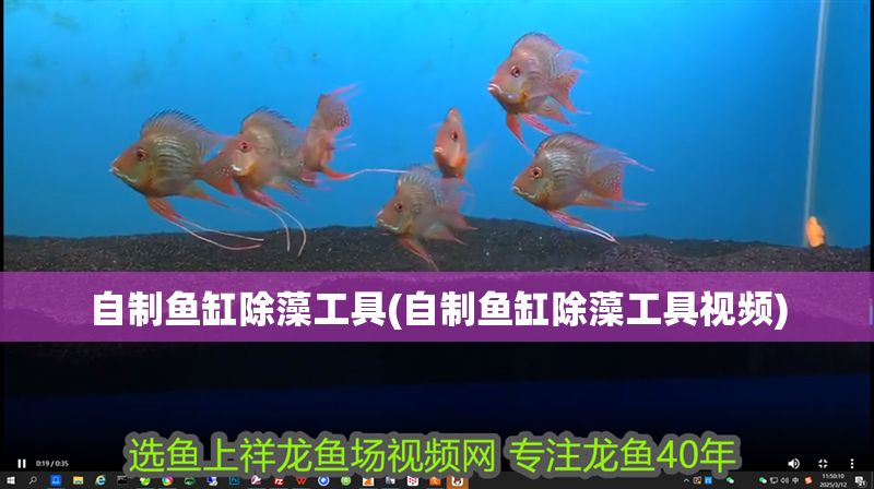 自制魚(yú)缸除藻工具(自制魚(yú)缸除藻工具視頻)