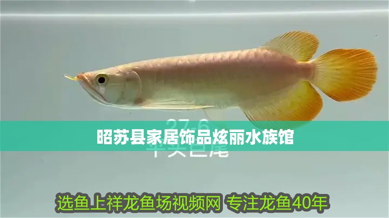 昭蘇縣家居飾品炫麗水族館