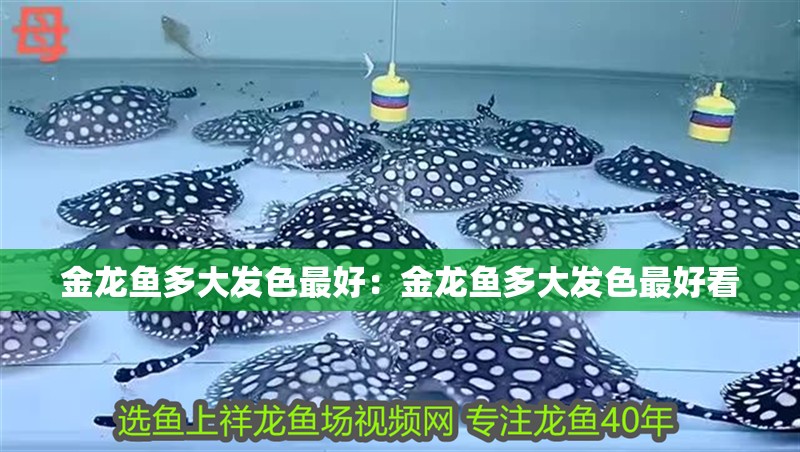 金龍魚多大發色最好：金龍魚多大發色最好看