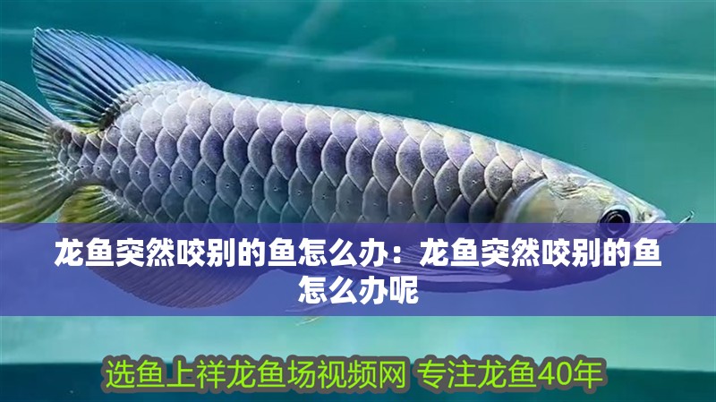 龍魚突然咬別的魚怎么辦：龍魚突然咬別的魚怎么辦呢