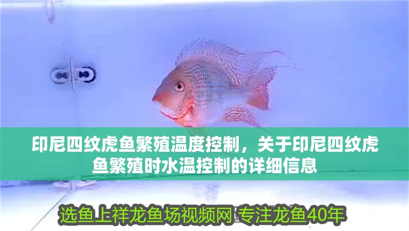 印尼四紋虎魚繁殖溫度控制，關(guān)于印尼四紋虎魚繁殖時(shí)水溫控制的詳細(xì)信息