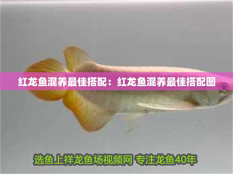 紅龍魚混養(yǎng)最佳搭配：紅龍魚混養(yǎng)最佳搭配圖
