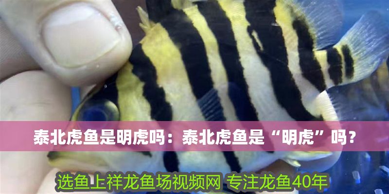 泰北虎魚是明虎嗎：泰北虎魚是“明虎”嗎？