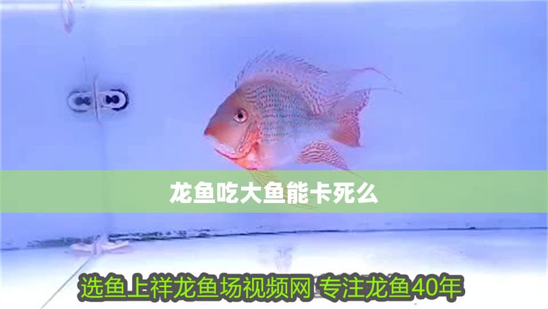 龍魚吃大魚能卡死么